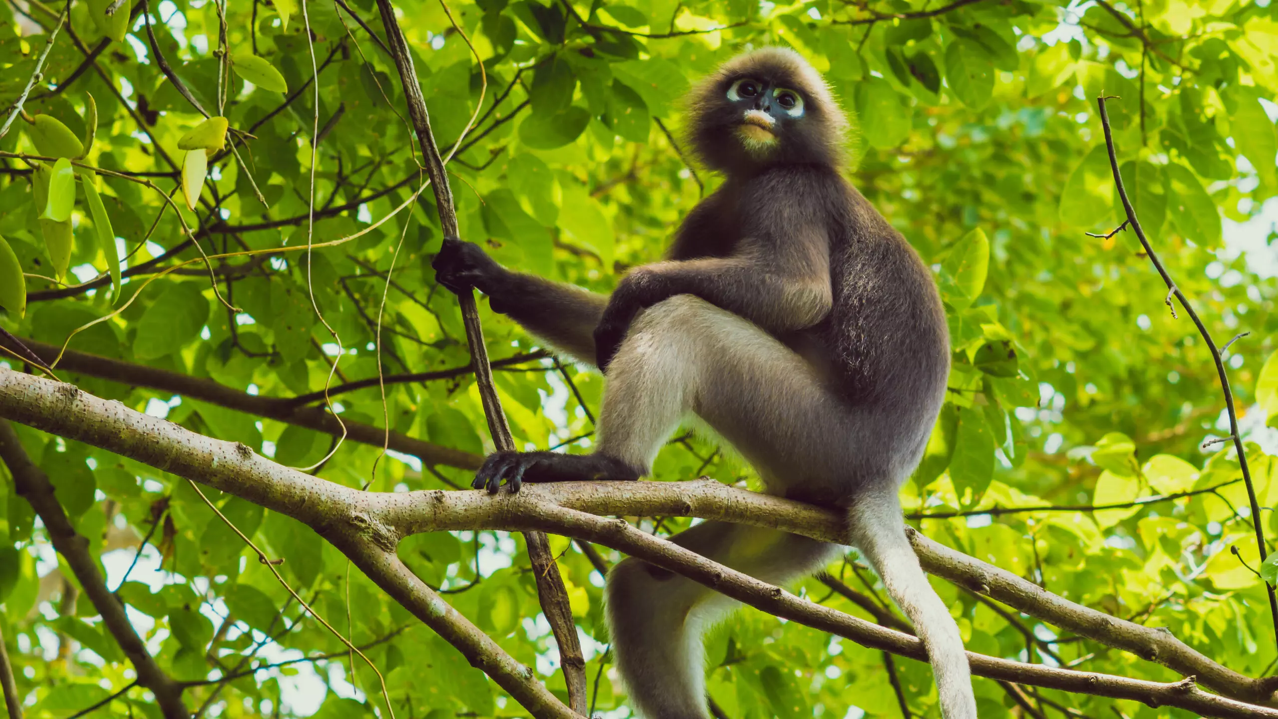 Monkey in green treetop habitat
